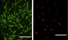 Streesor Treated Cells