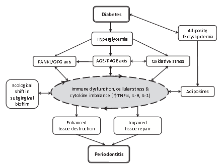 Network of potential mechanisms involved in the pathogenesis of periodontitis in diabetes.